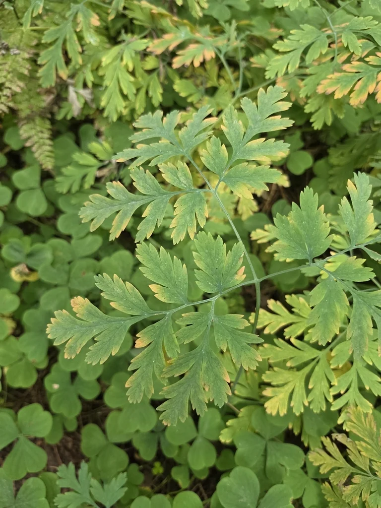 Dicentra Formosa