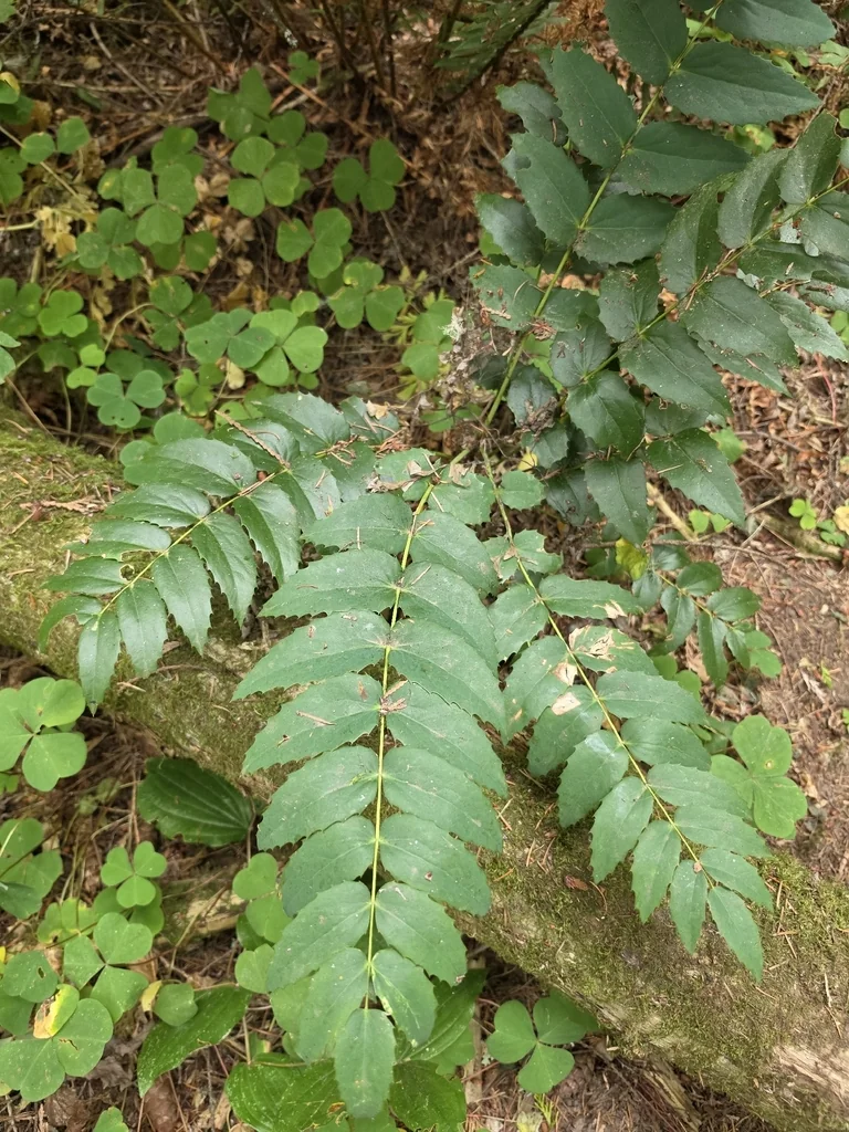 Berberis Nervosa