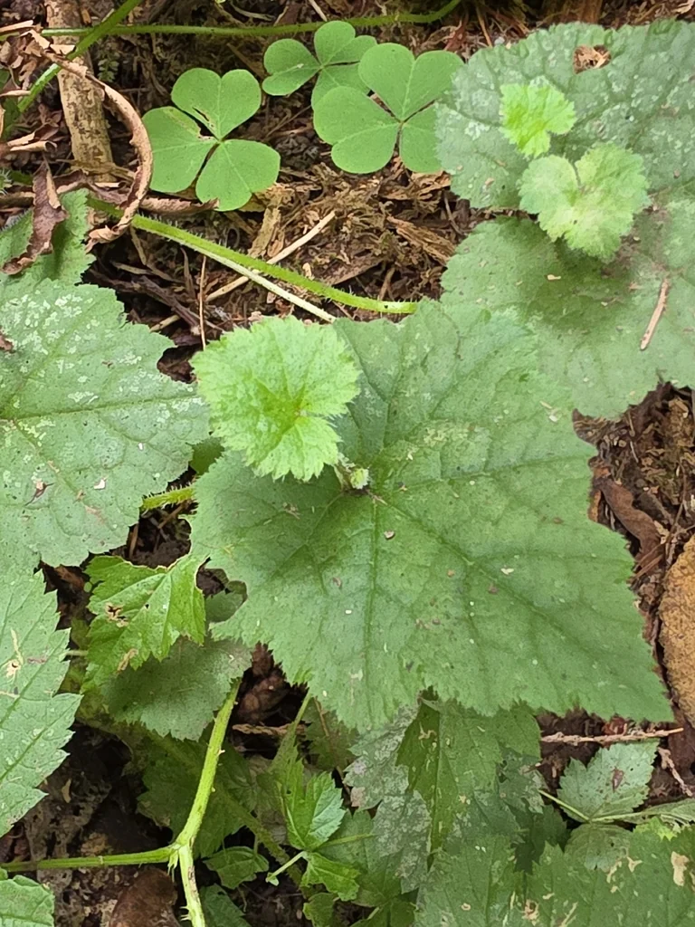 Tolmiea Menziesii