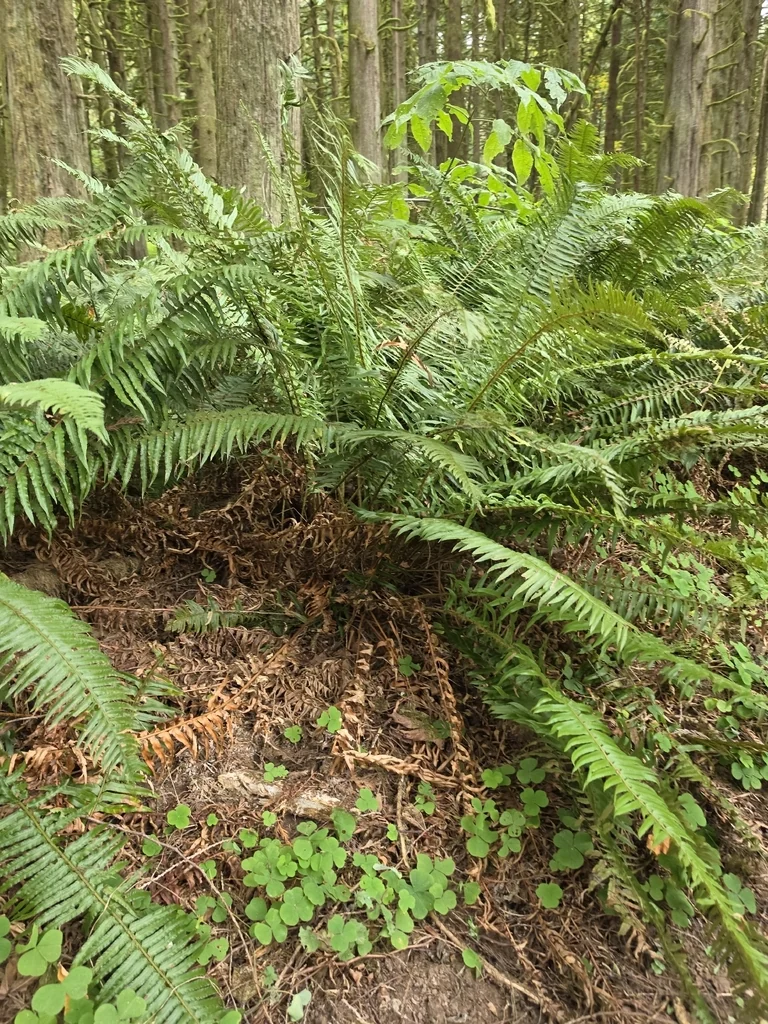 Polystichum Munitum