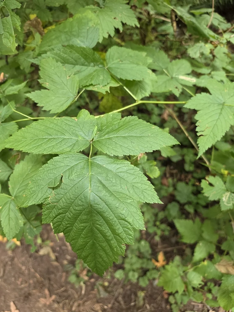 Rubus Spectabilis