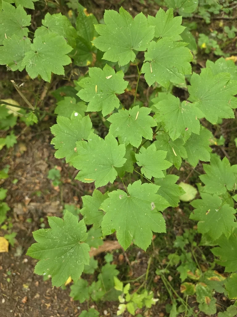 Acer Palmatum