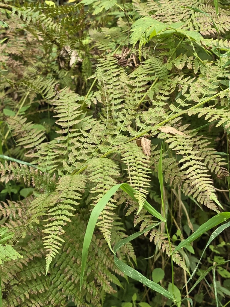 Athyrium filix-femina