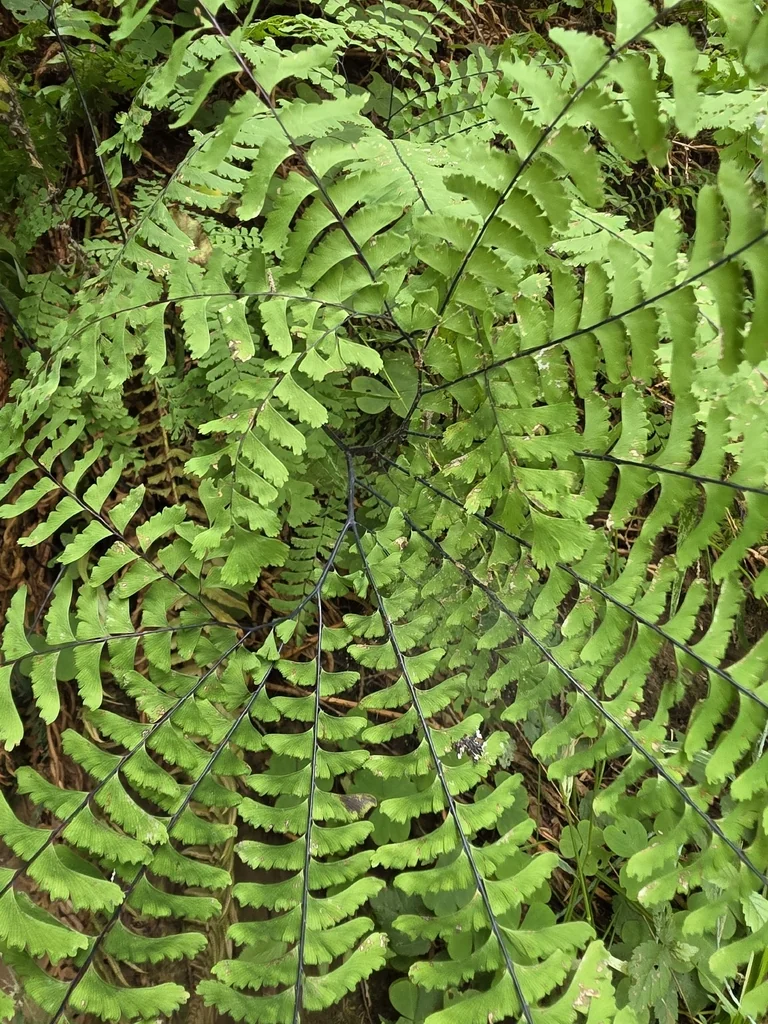 Adiantum Aleuticum
