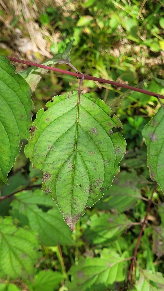 Cornus sanguinea