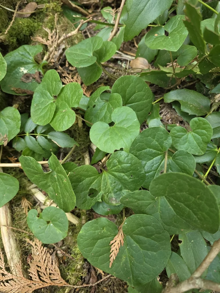 Asarum Caudatum