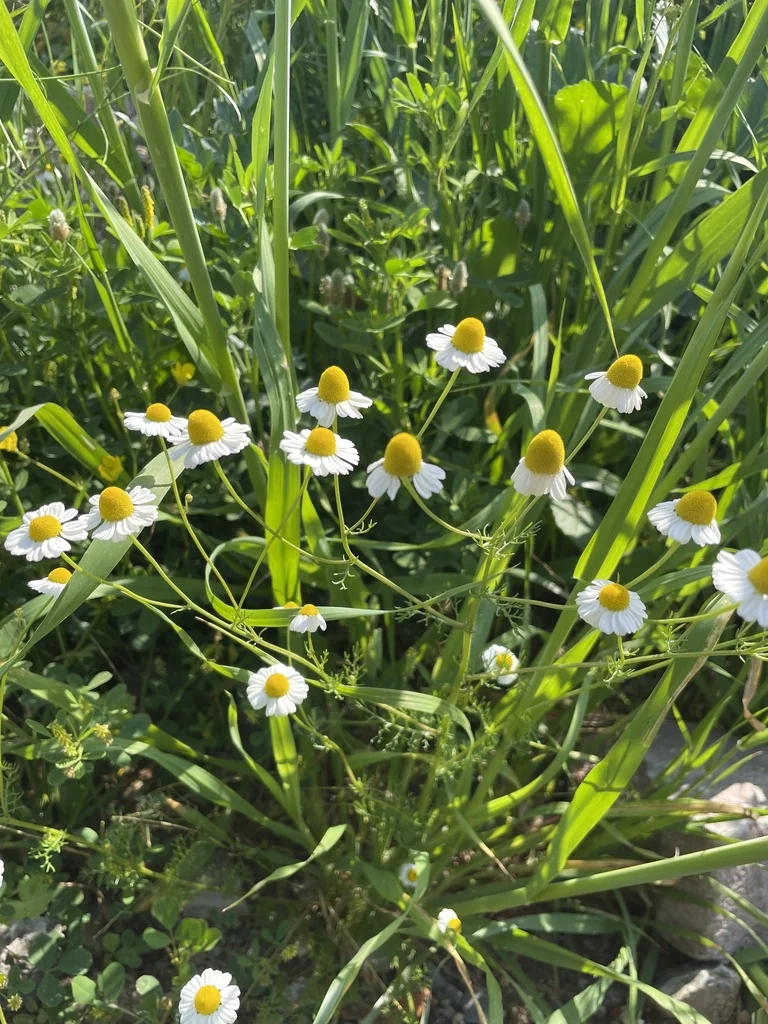 Matricaria Recutita