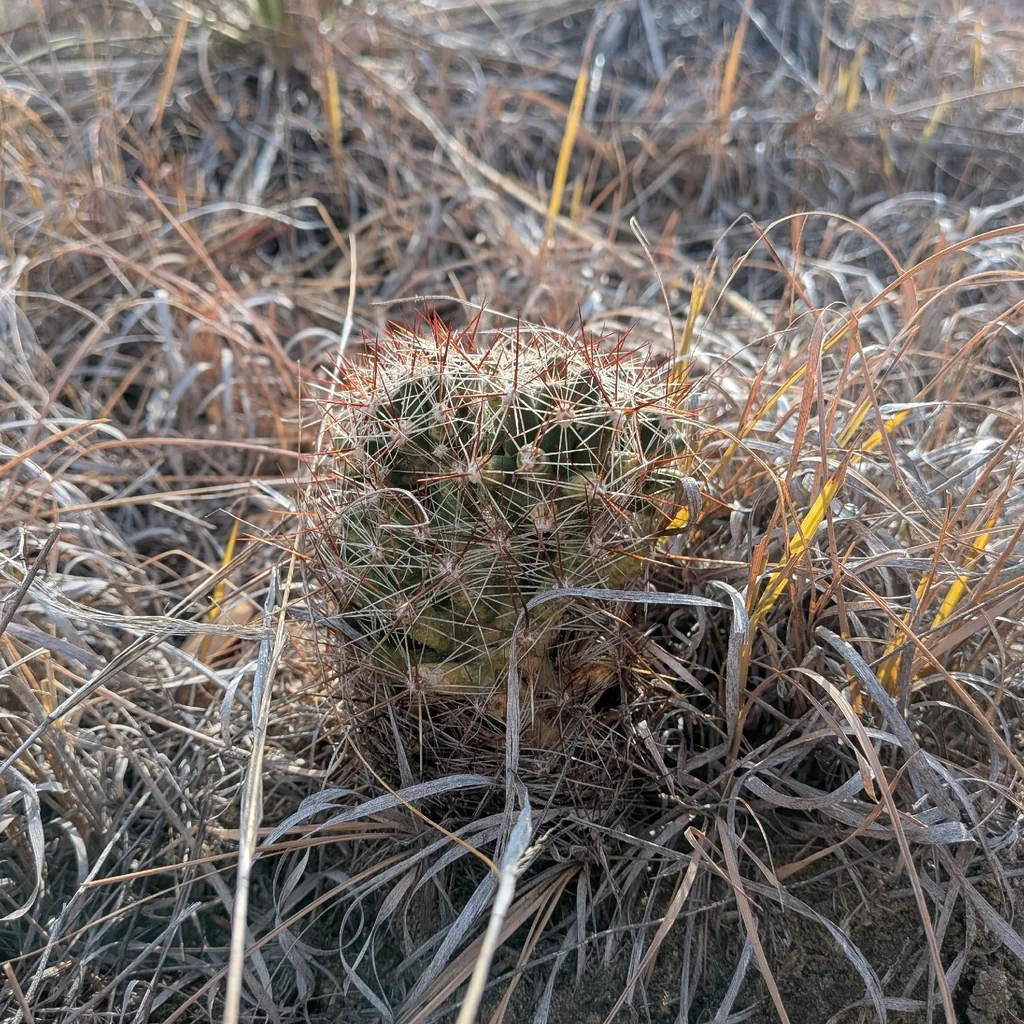 Escobaria Vivipara