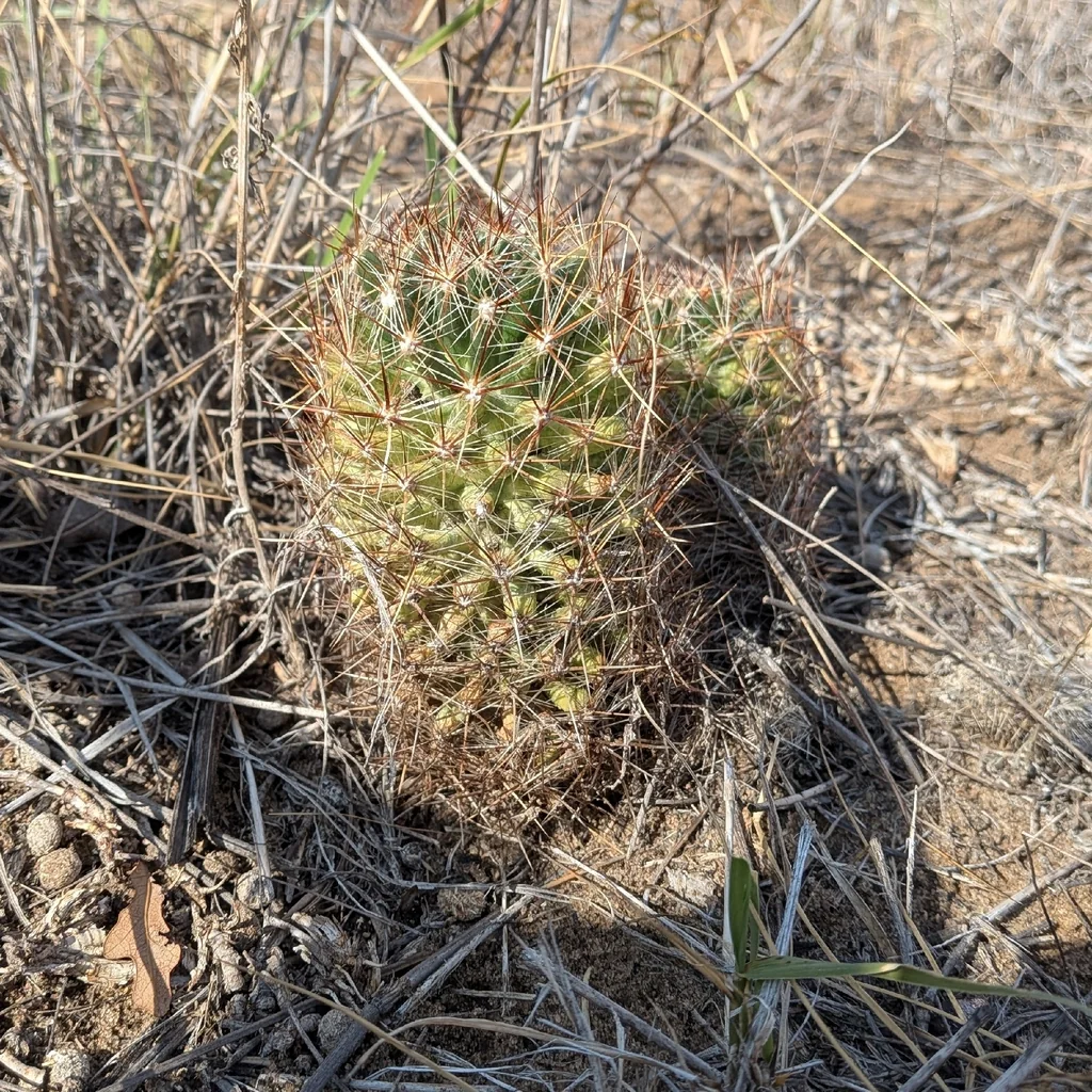 Escobaria Vivipara