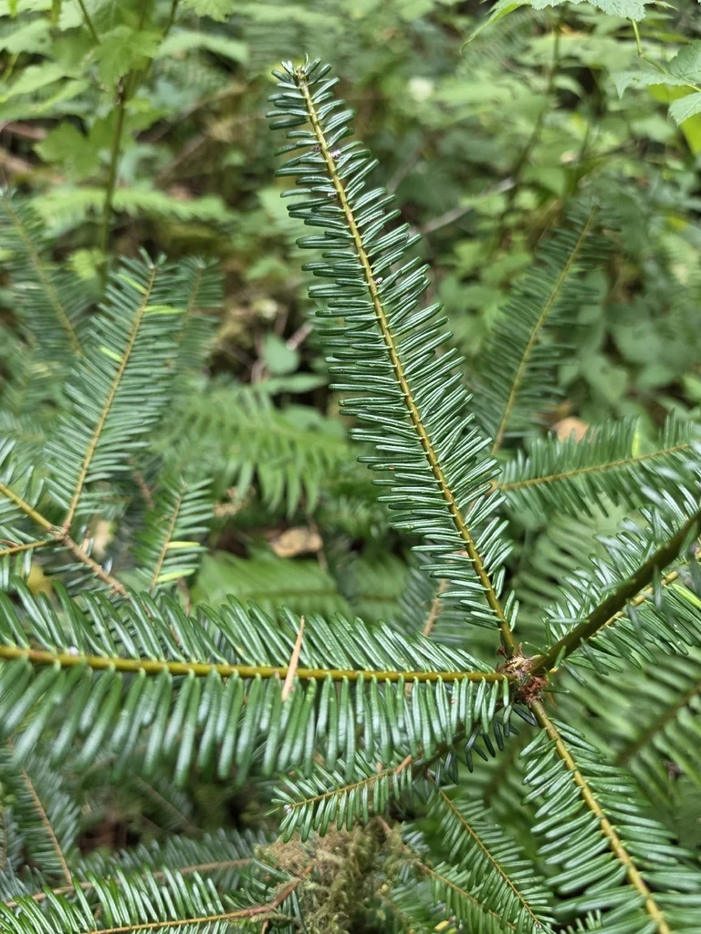 Abies Grandis