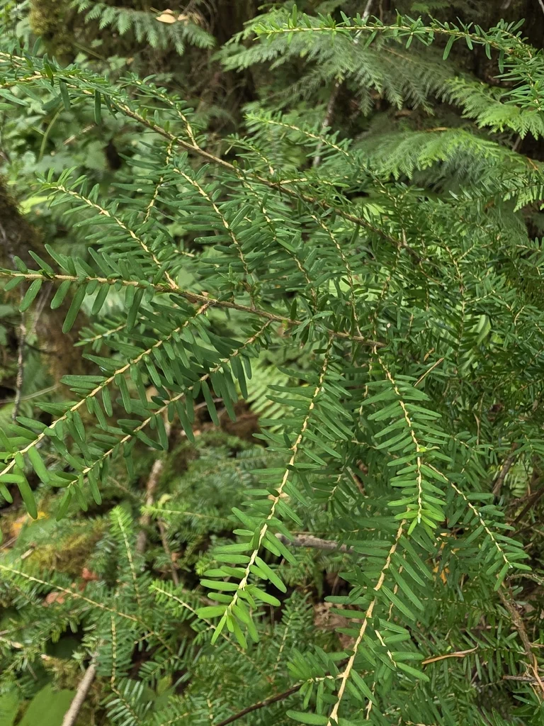 Tsuga Heterophylla