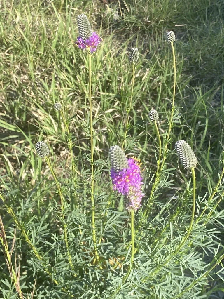 Dalea Purpurea