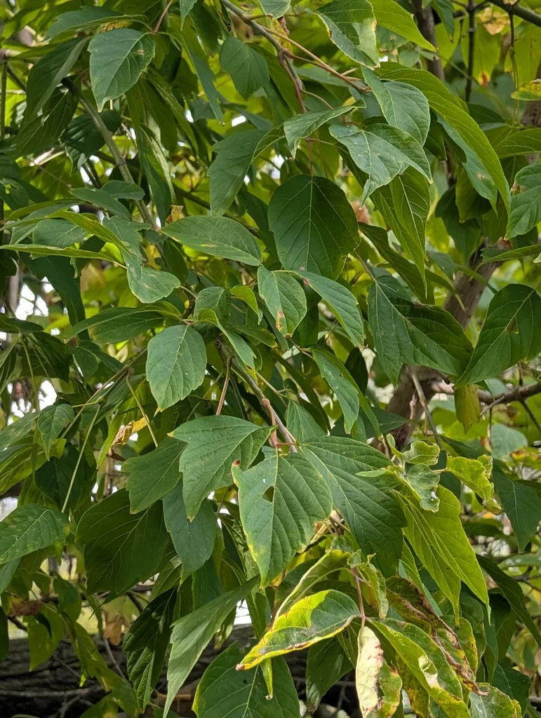Acer Negundo