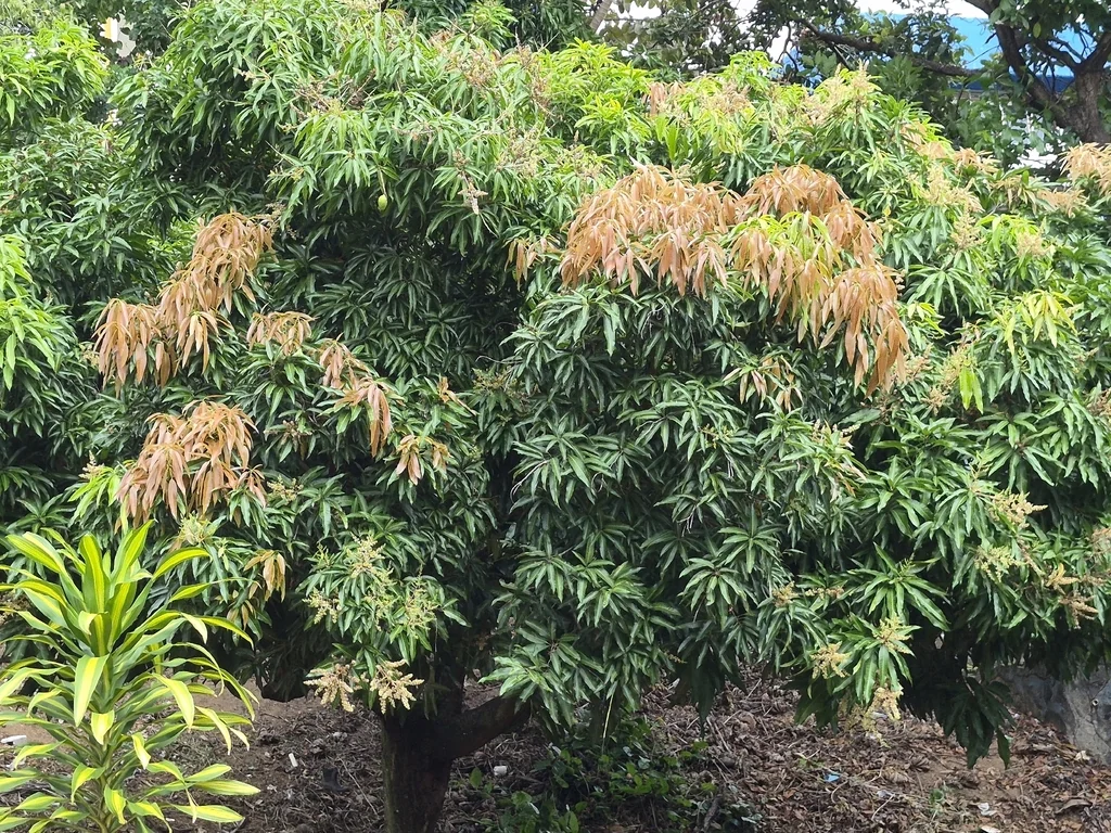 Mangifera indica