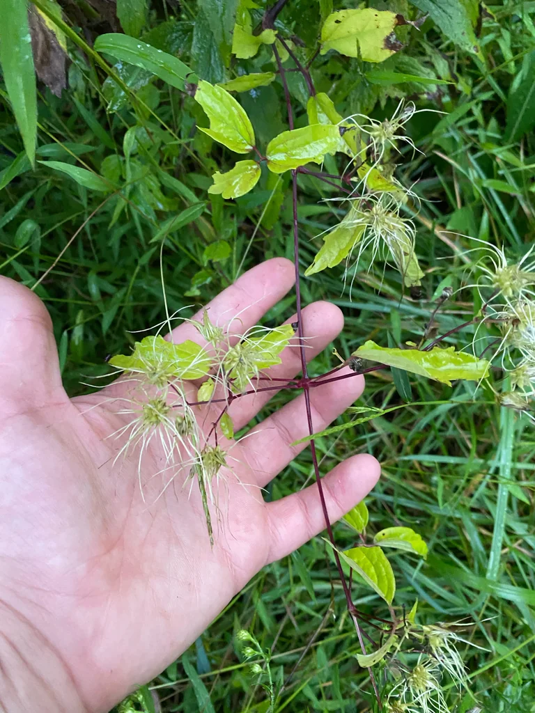 Clematis Virginiana
