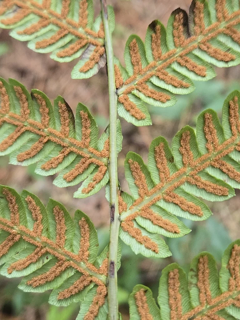 Woodwardia Virginica