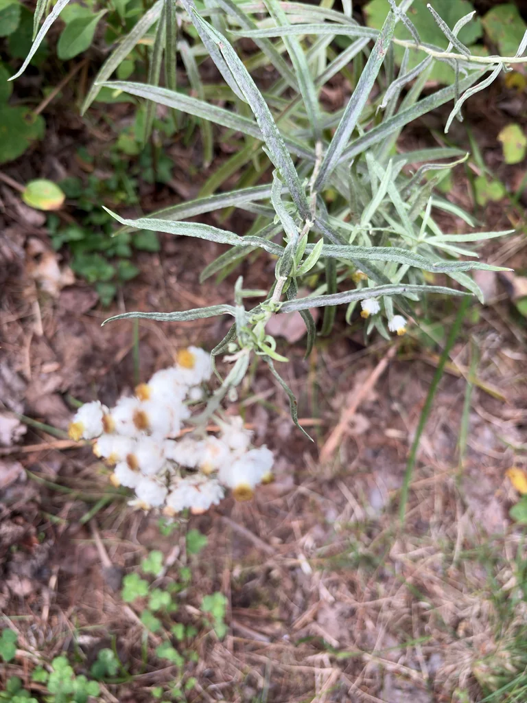 Anaphalis Margaritacea