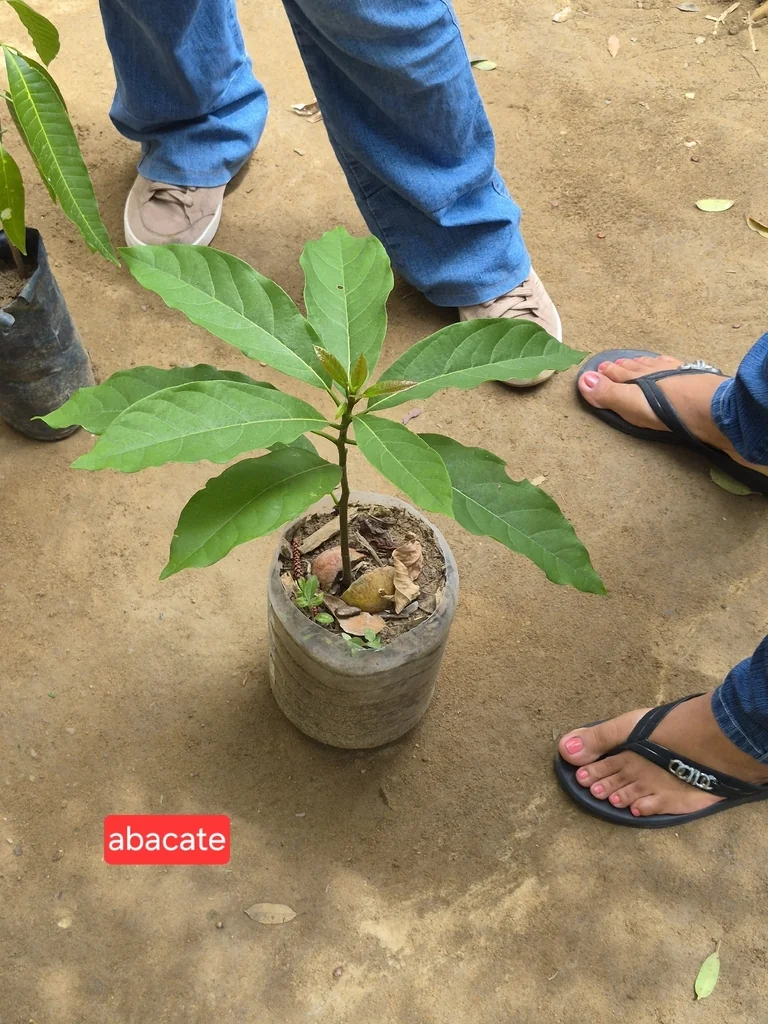 Persea Americana