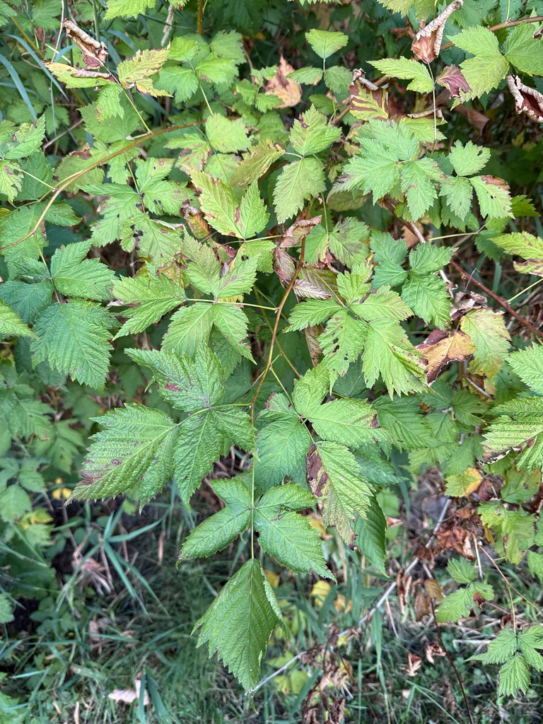 Rubus Spectabilis