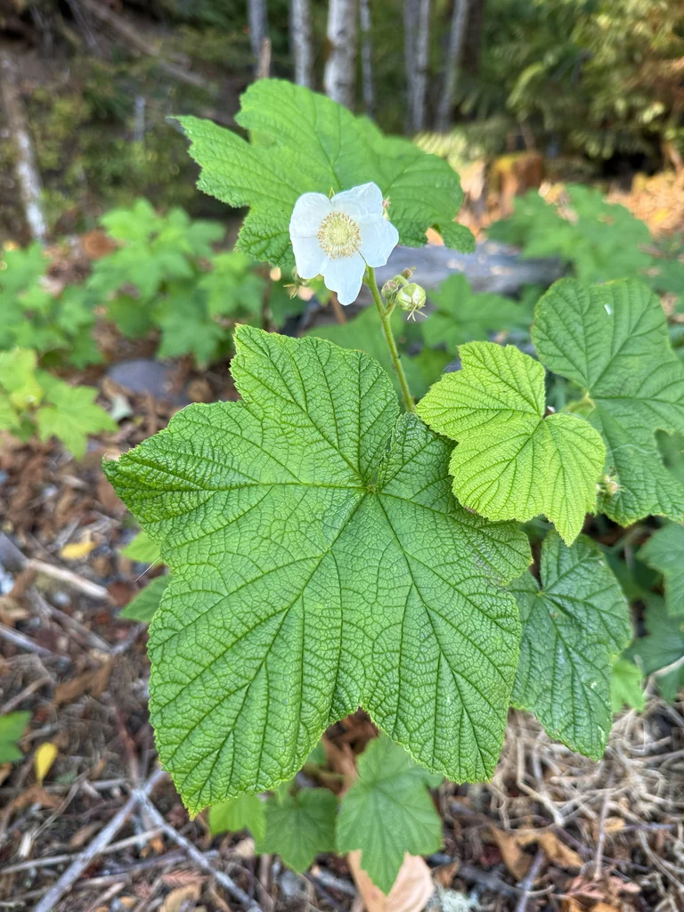 Rubus Parviflorus