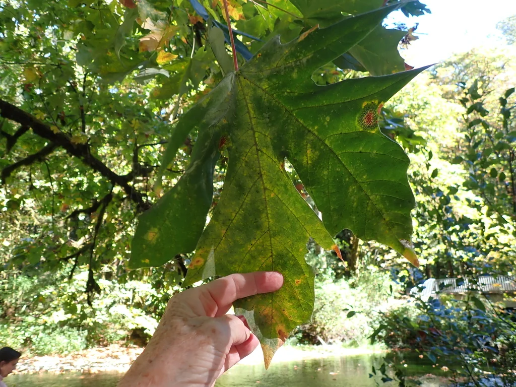 Acer Macrophyllum