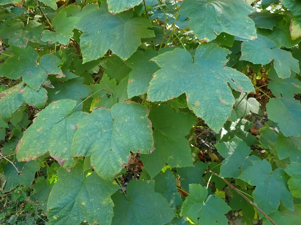 Rubus Parviflorus