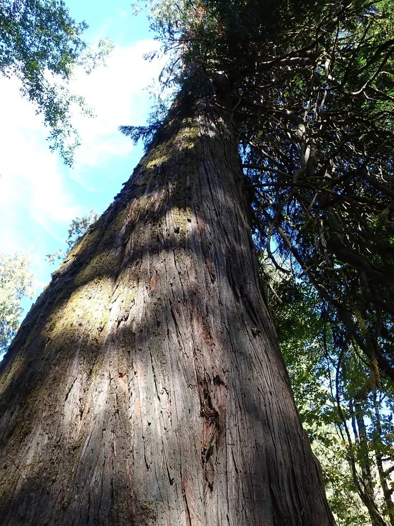 Thuja plicata