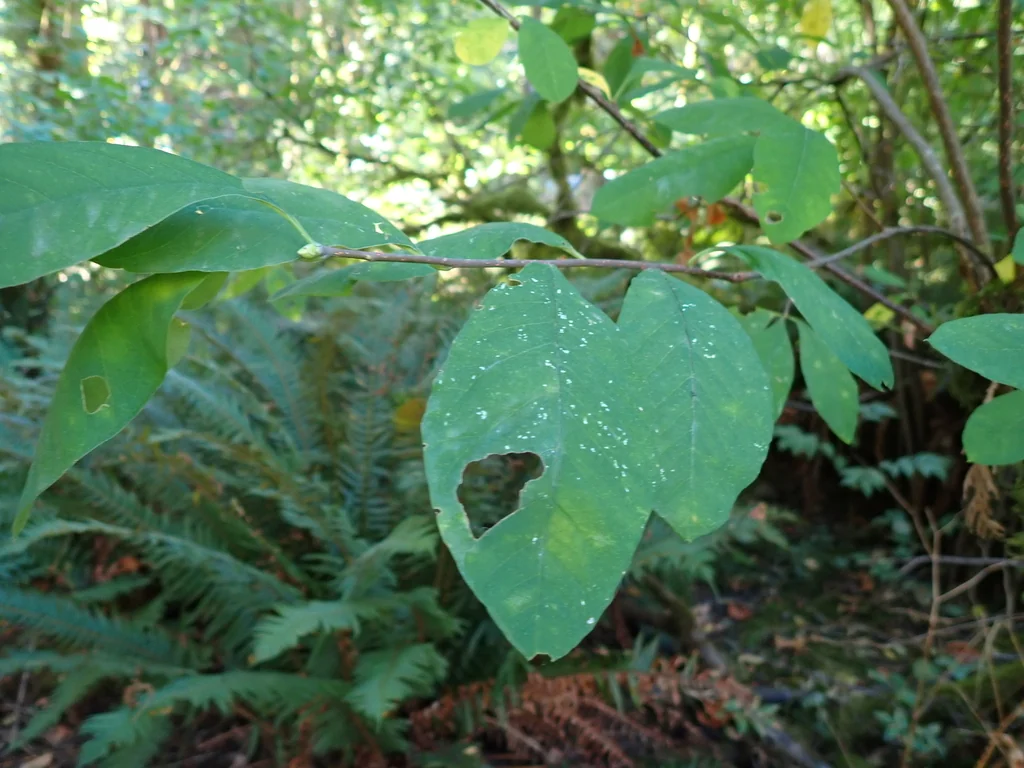 Oemleria Cerasiformis
