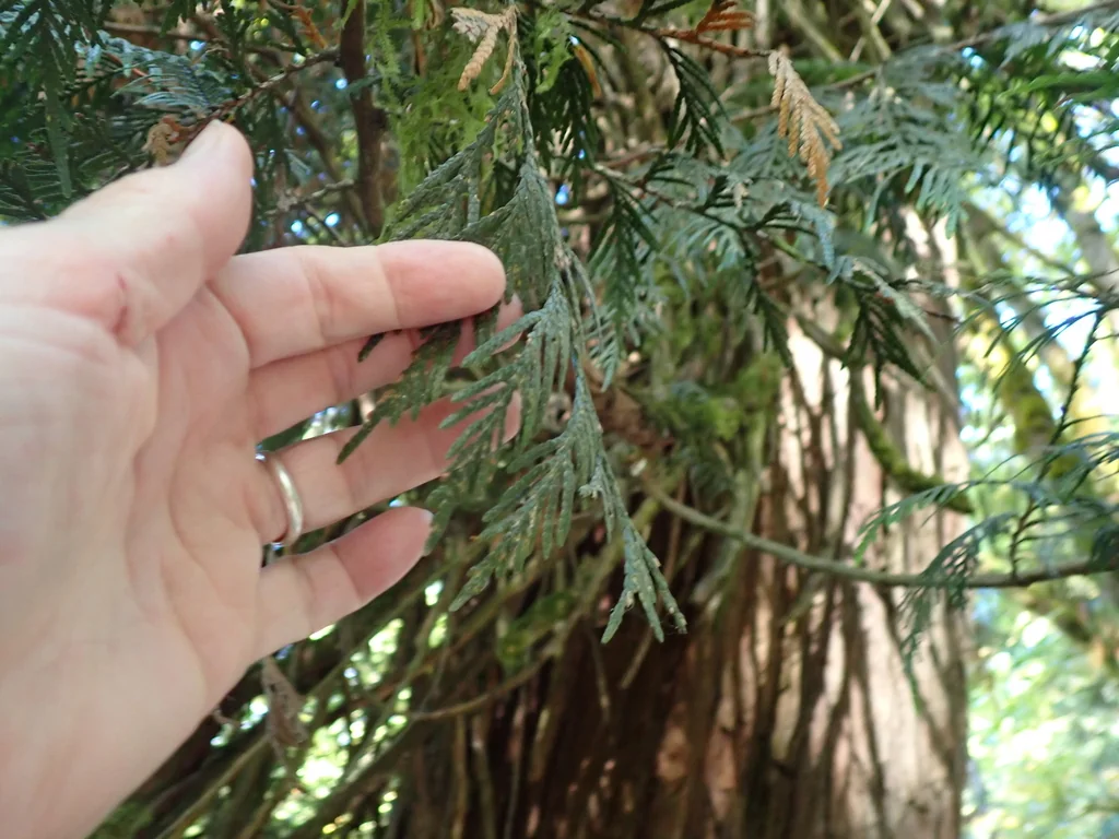 Thuja plicata