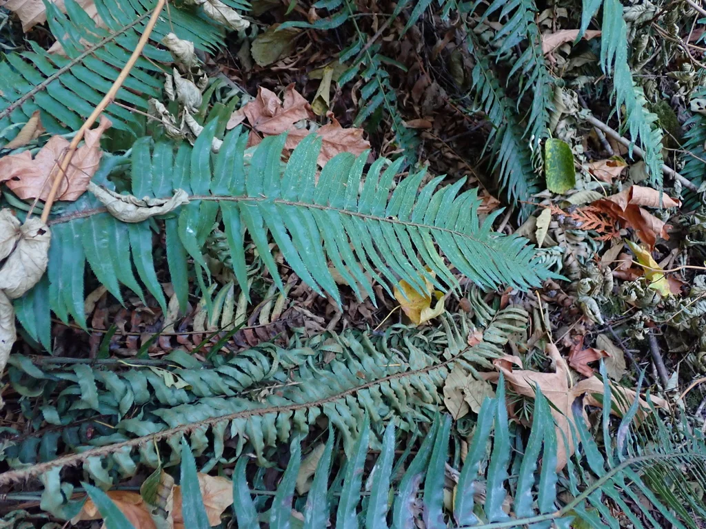 Polystichum Munitum