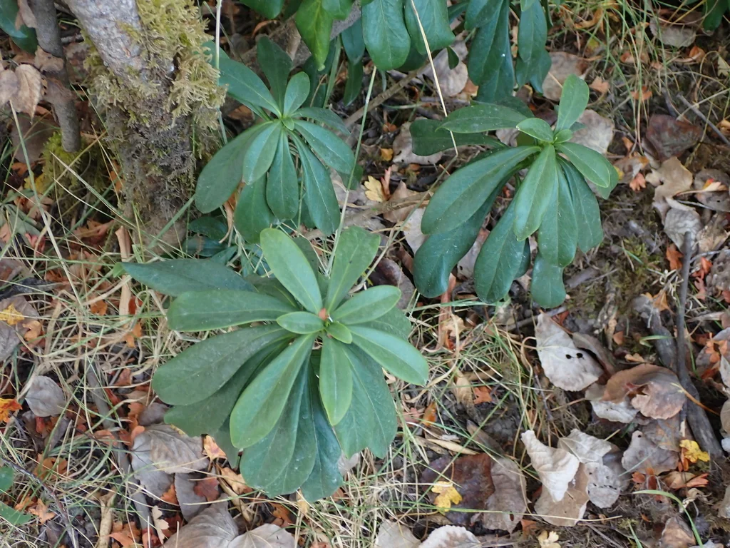 Daphne Laureola
