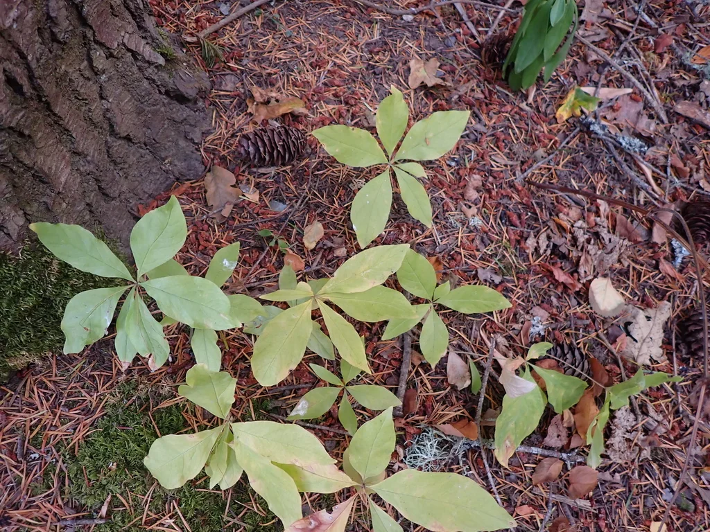 Trientalis Latifolia