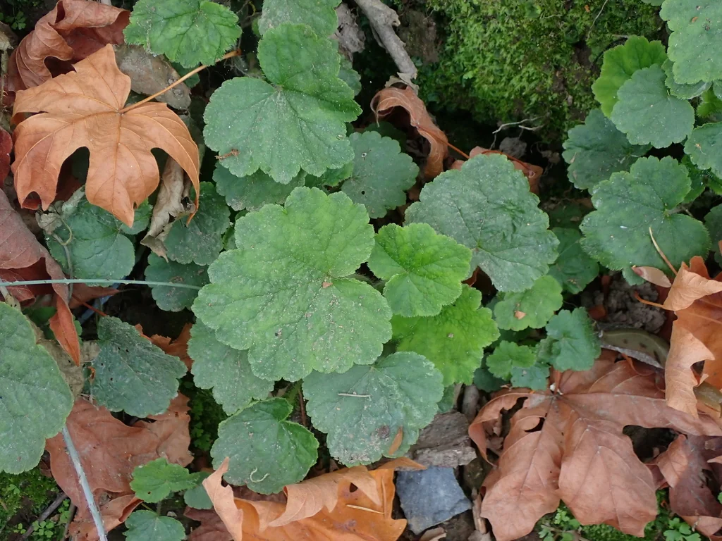 Tellima Grandiflora
