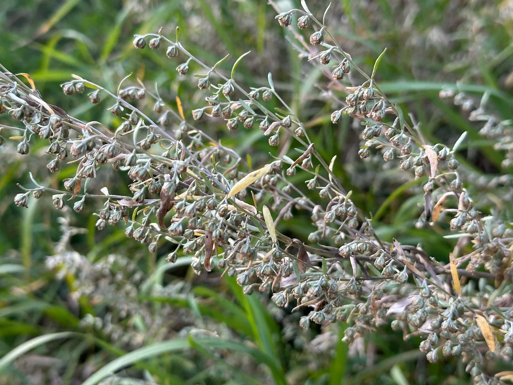 Artemisia Absinthium