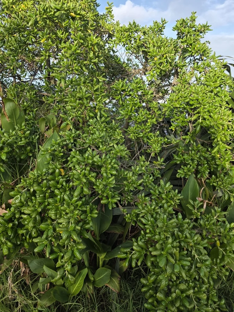 Coprosma repens