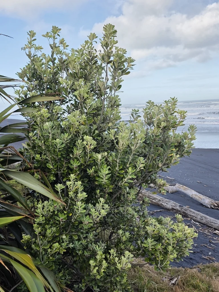 Pittosporum Crassifolium