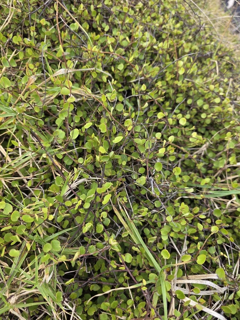 Muehlenbeckia complexa