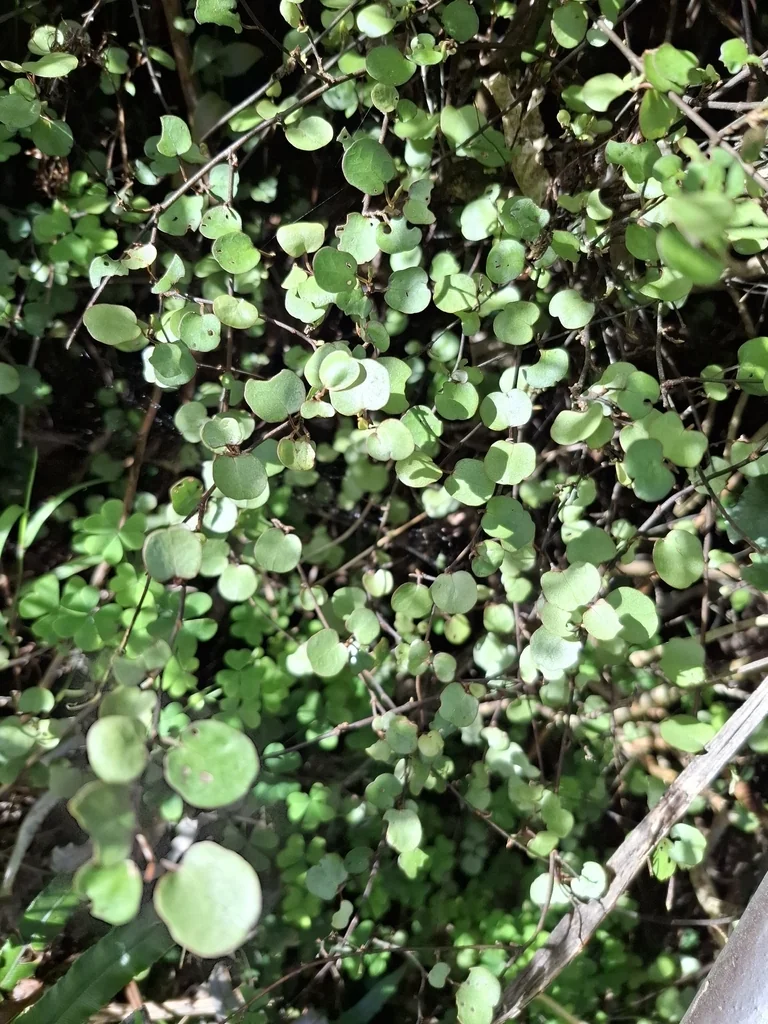 Muehlenbeckia complexa