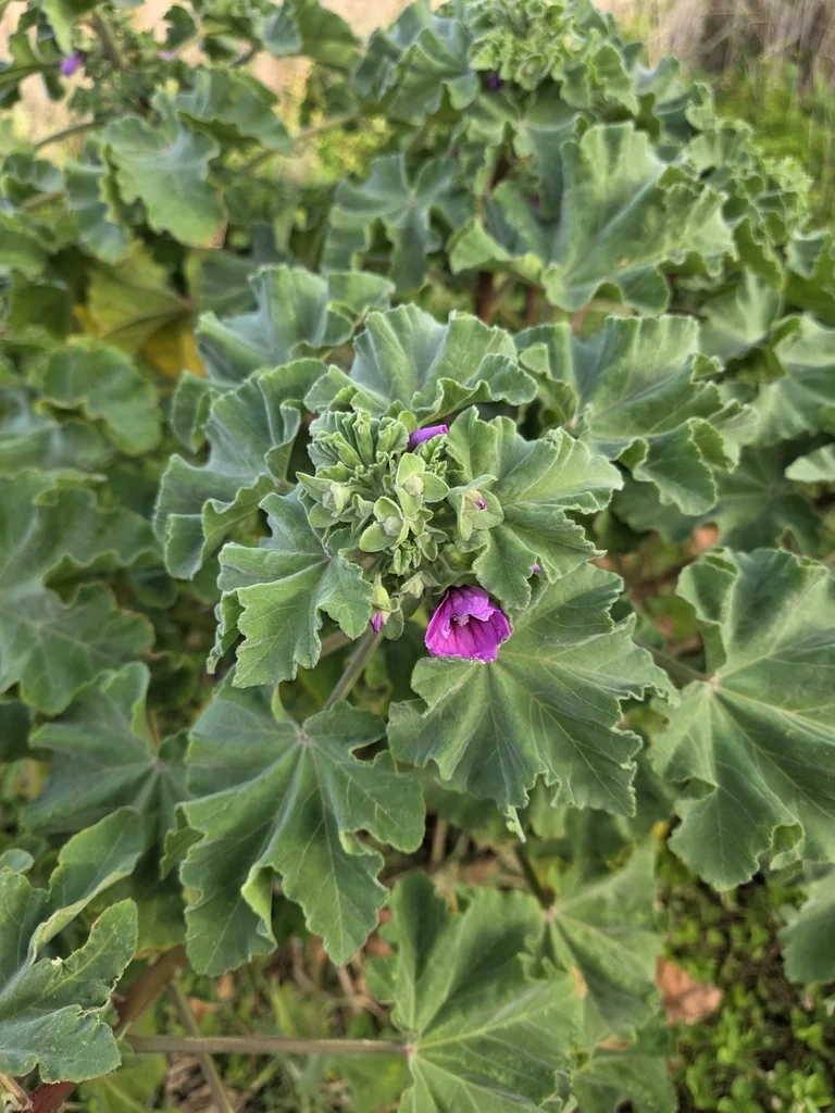 Lavatera Arborea