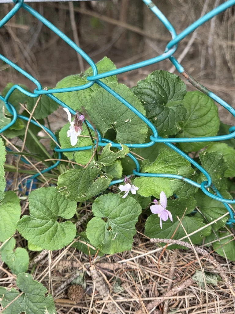 Viola Odorata