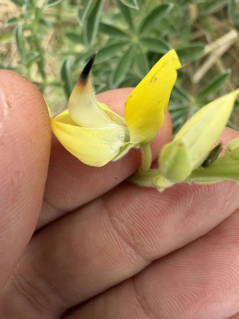 Lupinus Albifrons