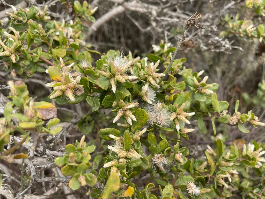 Baccharis Pilularis