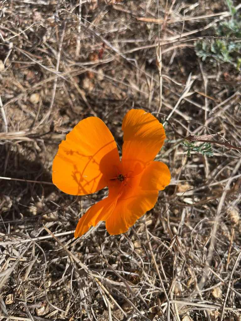 Eschscholzia Californica