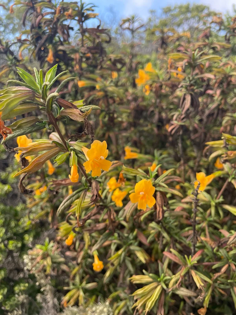 Mimulus Aurantiacus