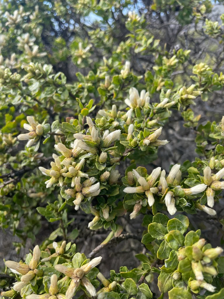 Baccharis Pilularis