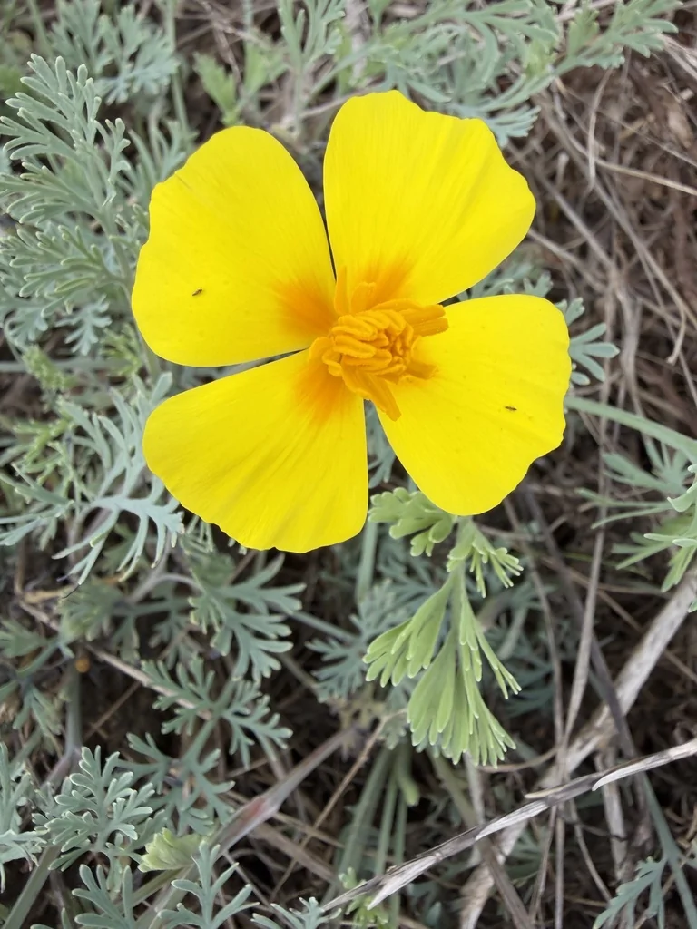 Eschscholzia Californica