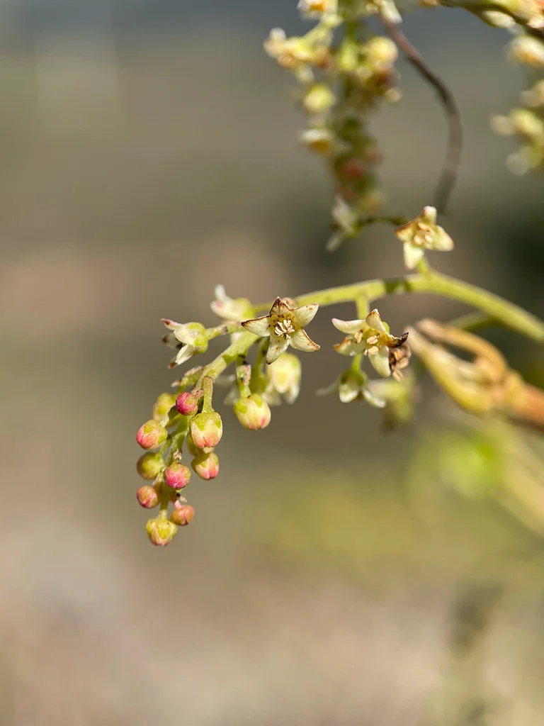 Toxicodendron Diversilobum