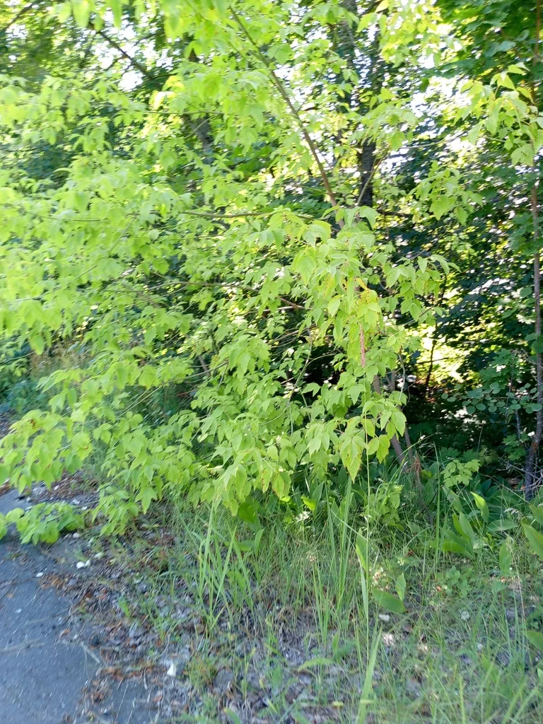Acer Negundo
