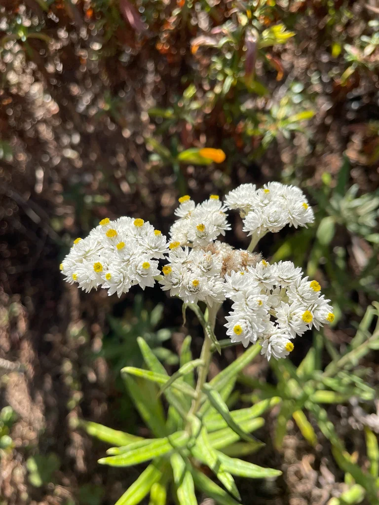 Anaphalis Margaritacea