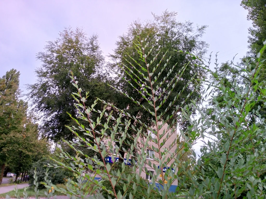 Ulmus Pumila